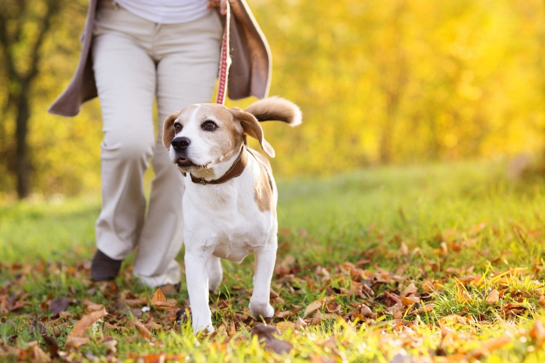 Here are 5 benefits of walking your dog every day, regardless of the season